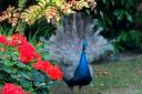 Mike Dwyer is appealing for help in tracing the owners of a pair of peacocks