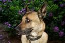 Two men plead guilty to burglary after caught by police dog