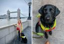 'I'm a guide dog owner living in London - and these are some of the most challenging things about it'