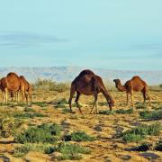 Camels graze against the backdrop of the Atlas Mountains. PHOTO: © Nick Elvin