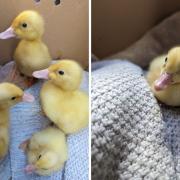 The four ducklings were found by a dog walker in King George’s Field earlier this month