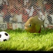 Pele the piranha has been predicting the outcomes of this year's World Cup matches