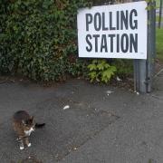 One cat went to vote