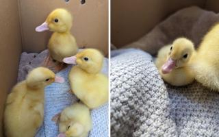 The four ducklings were found by a dog walker in King George’s Field earlier this month