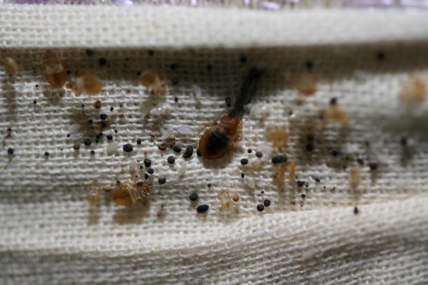 Times Series: Bed bugs, eggs and insect faeces as they may appear on a ...