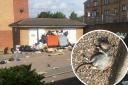 Fly tipping and (inset) a dead rat in Handley Grove. Photos submitted by Nicola Mann