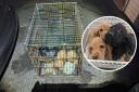 Three dogs were found abandoned in a rusty cage in Edgware