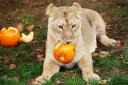 Lion at the zoo pummelling a pumpkin