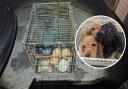 Three dogs were found abandoned in a rusty cage in Edgware