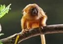 Tamarin golden lion monkey at London Zoo