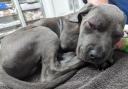Caine, a 12-week-old puppy was beaten until it went blind