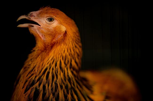 New housing measures to protect poultry and captive birds from bird flu are being introduced (Ben Birchall/PA)