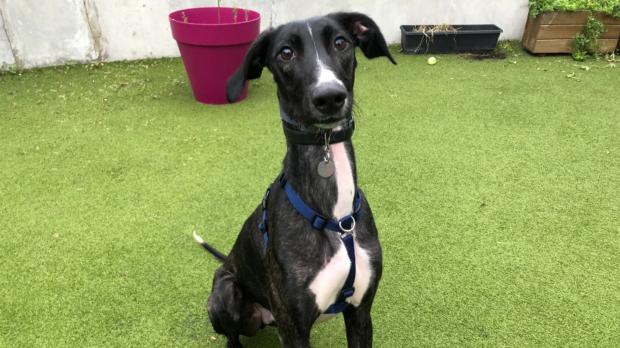 Times Series: Battersea has loads of dogs looking for new homes. (Battersea)