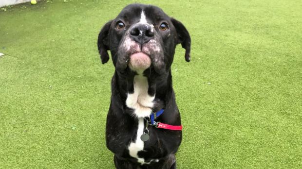 Times Series: Battersea has loads of dogs looking for new homes. (Battersea)