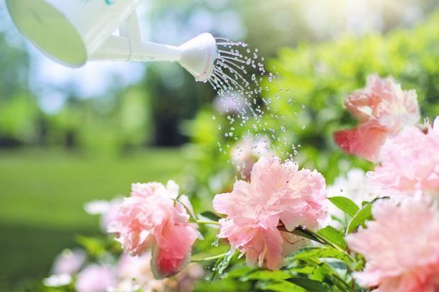 Times Series: A watering can watering some pink flowers. Credit: Canva