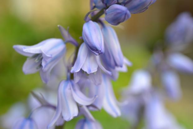 Times Series: Bluebells. Credit: Canva