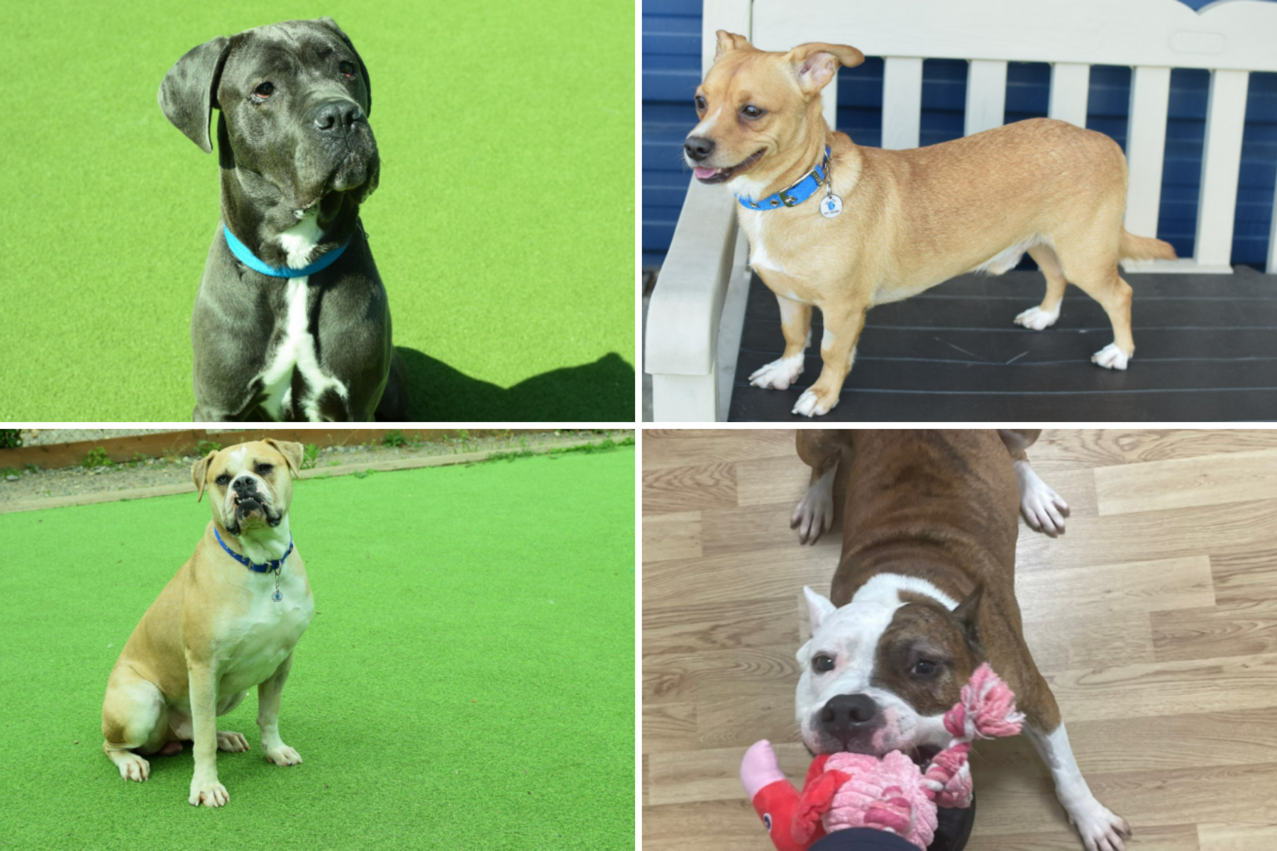 Battersea London dogs looking for their forever homes