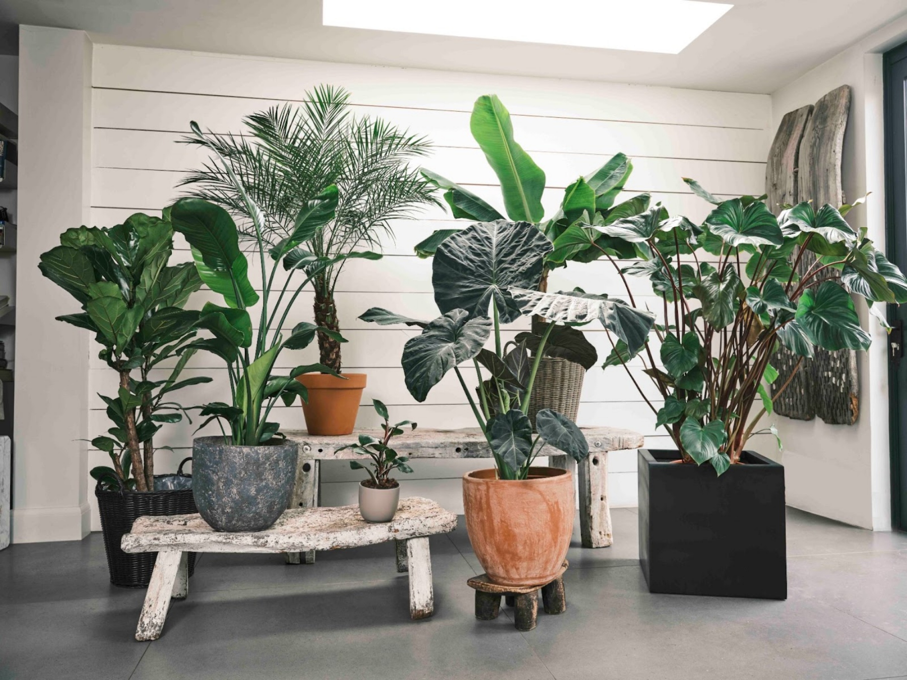 Kew Gardens and Sproutl launch new Palm House Collection- shop now