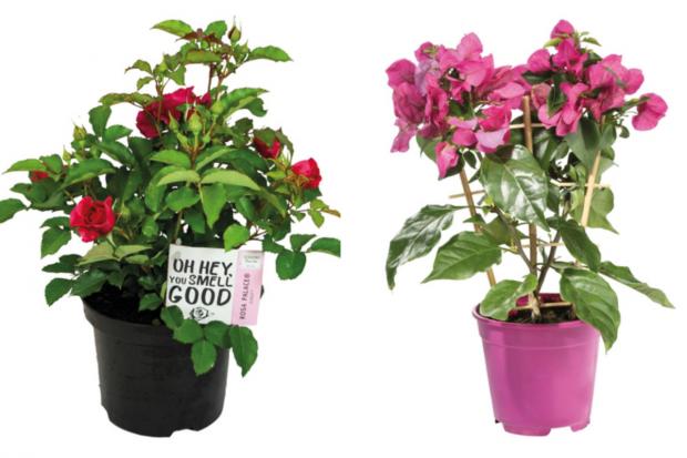 Times Series: (left) Garden Rose and (right) Bougainvillea (Lidl/Canva)