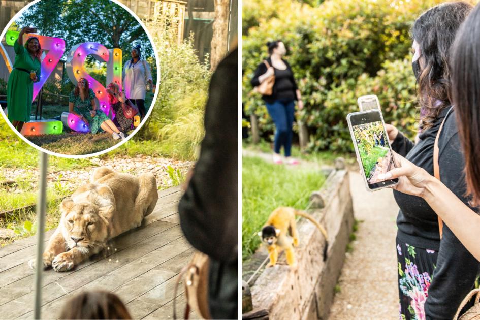 Der London Zoo bietet diesen Sommer Abendkarten nur für Erwachsene an