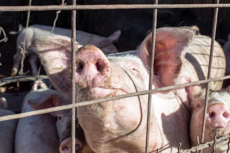 Erster menschlicher Fall von Schweinegrippe in North Yorkshire entdeckt