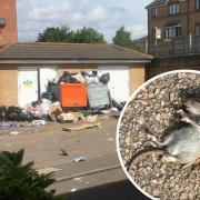 Fly tipping and (inset) a dead rat in Handley Grove. Photos submitted by Nicola Mann