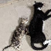 These two cats were found dead inside a basement car park earlier this month. Image: RSPCA