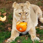 Lion at the zoo pummelling a pumpkin