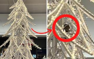 A trapped squirrel in Brent Cross Shopping Centre has caused concern after it being 