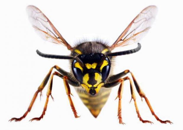 Times Series: A wasp